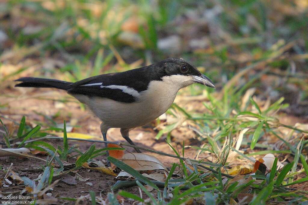 Tropical Boubouadult, identification, pigmentation