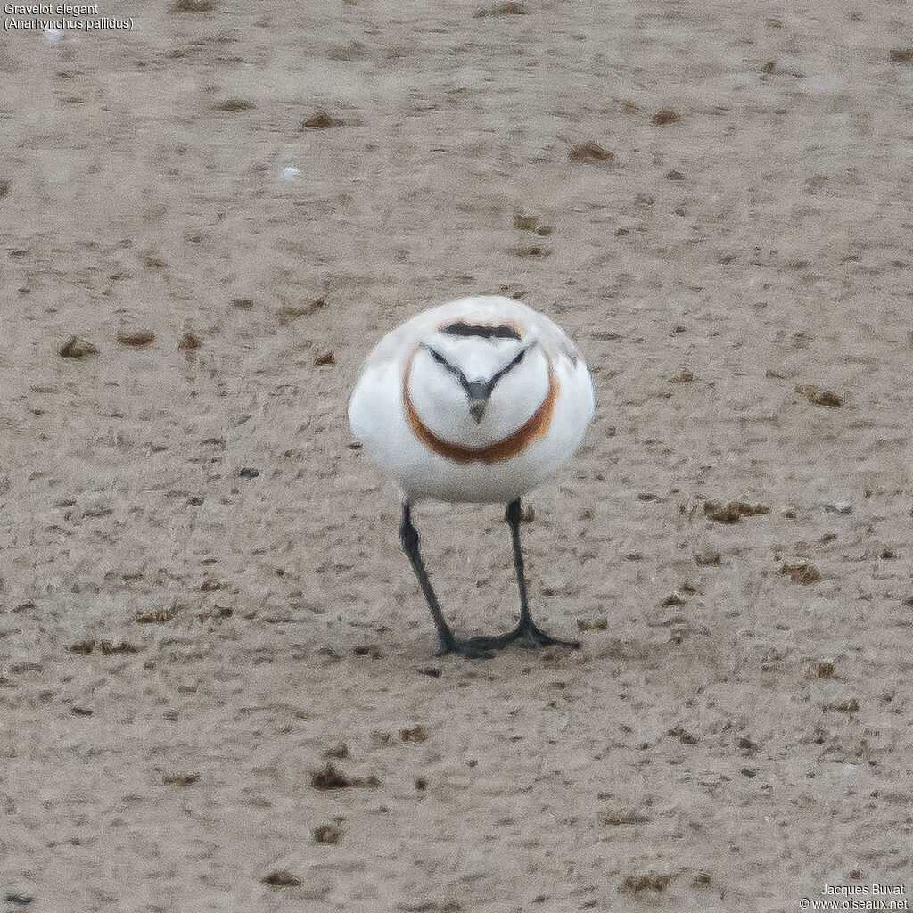 Chestnut-banded Plover male adult breeding, close-up portrait, aspect, pigmentation