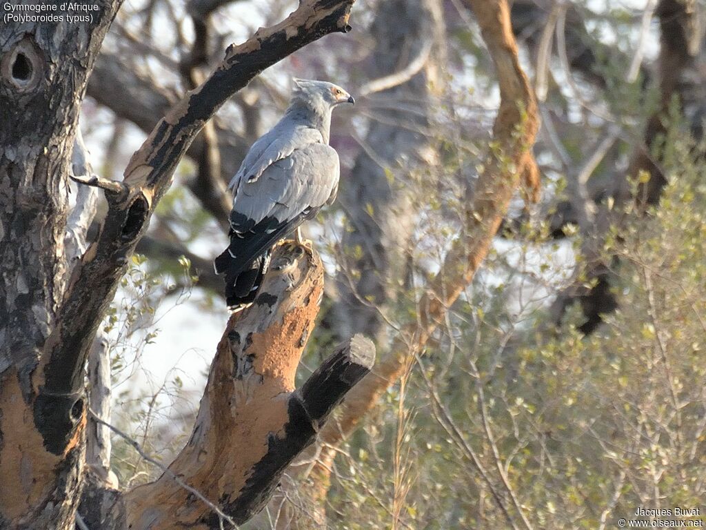 African Harrier-Hawkadult