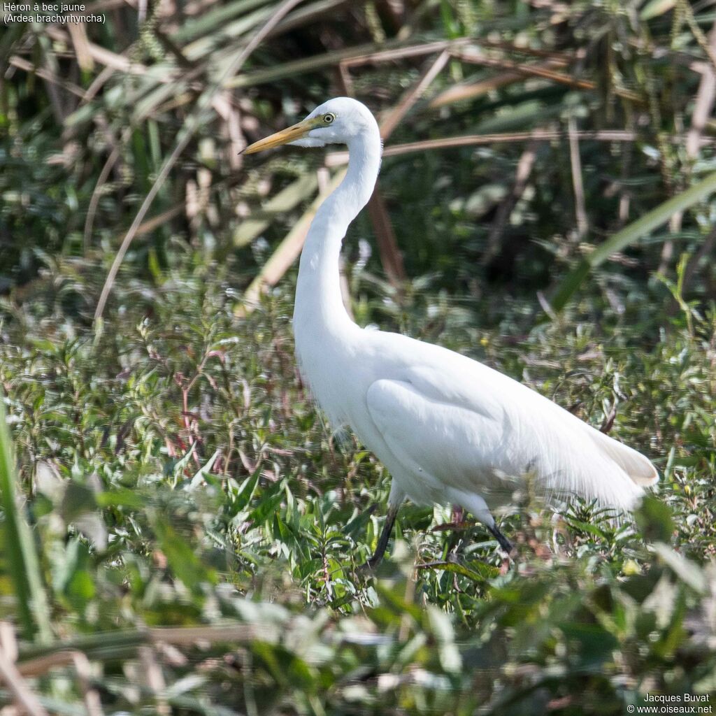 Yellow-billed Egretadult breeding, identification, aspect, pigmentation