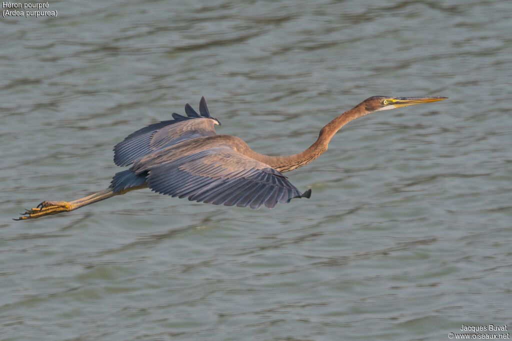 Purple Heronadult breeding, aspect, pigmentation, Flight