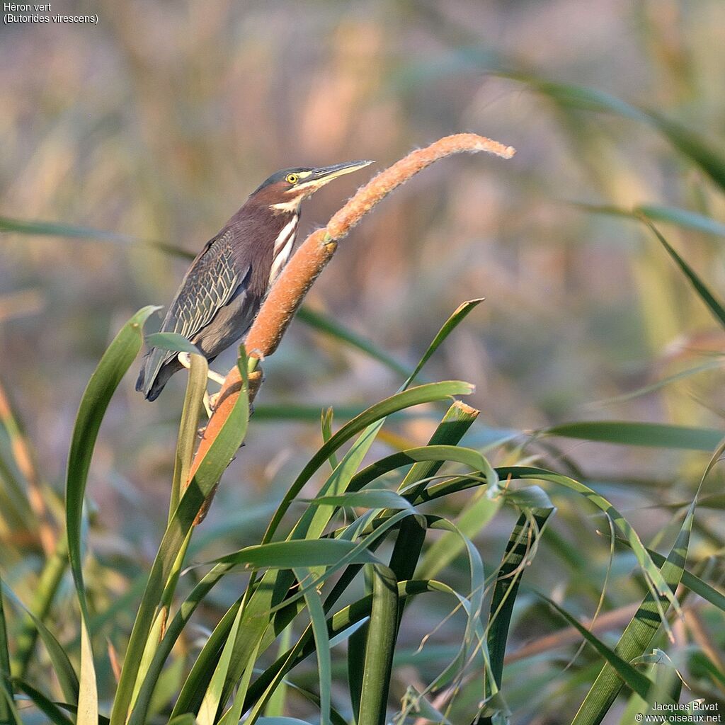 Green Heronadult breeding, habitat, aspect, pigmentation