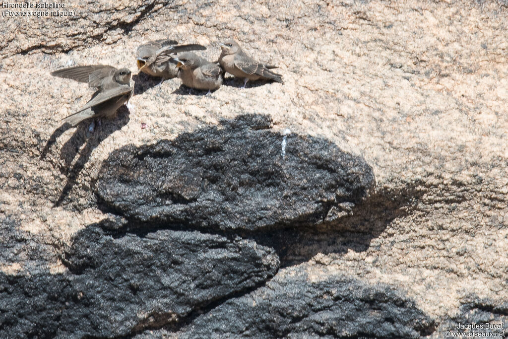 Large Rock Martin
