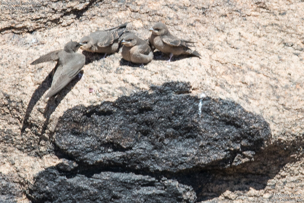 Large Rock Martin
