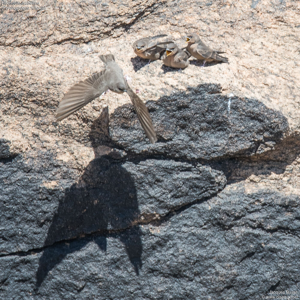 Large Rock Martin