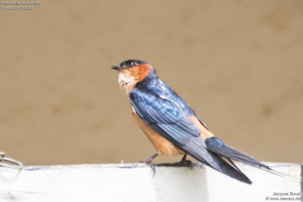European Red-rumped Swallowadult, identification