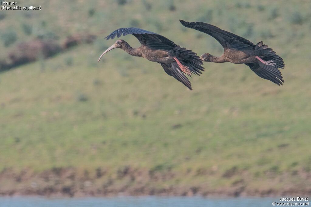 Ibis noiradulte, composition, pigmentation, Vol