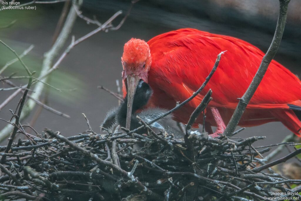 Ibis rouge, composition, pigmentation, mange, Nidification, Comportement