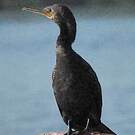 Cormoran à cou brun