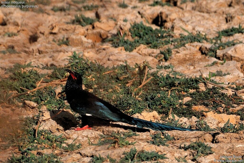 Irrisor moqueuradulte