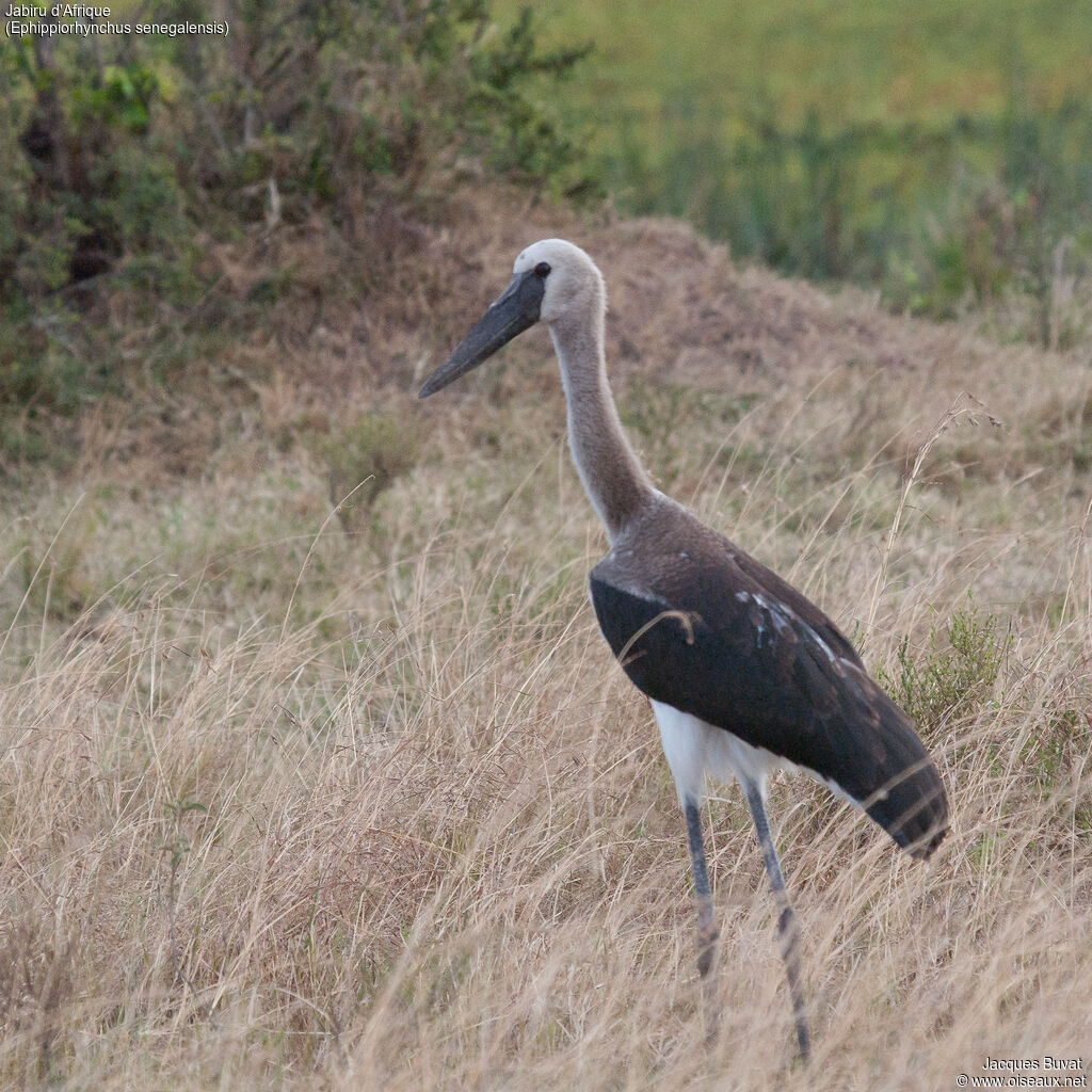 Saddle-billed Storkjuvenile, identification, aspect, pigmentation, walking