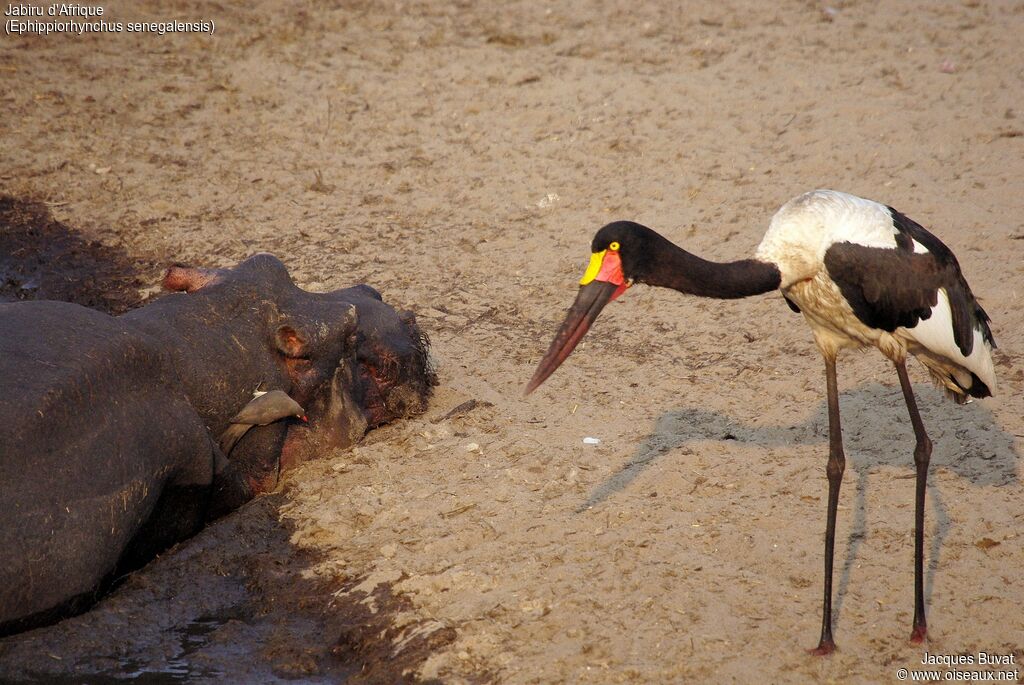 Saddle-billed Stork female adult breeding, identification, aspect, pigmentation, Behaviour