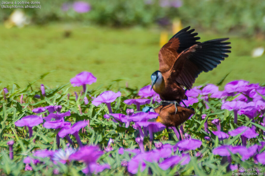 African Jacanaadult breeding, mating.