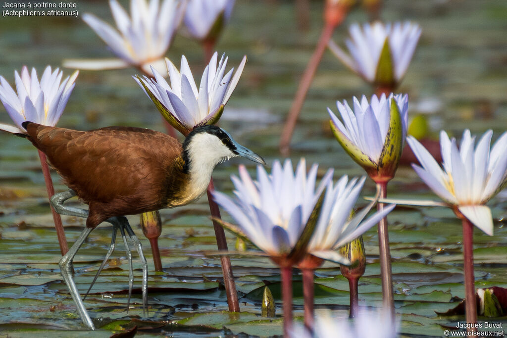 Jacana à poitrine doréeadulte nuptial, portrait, marche