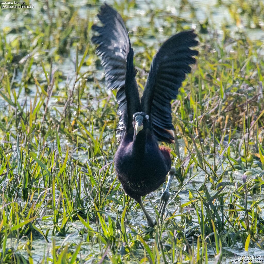 Jacana bronzéadulte, Vol