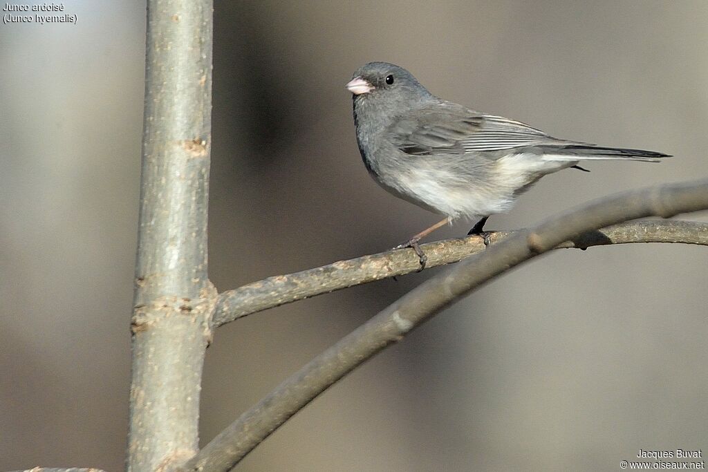 Dark-eyed Junco male adult breeding, identification, aspect, pigmentation