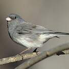 Junco ardoisé