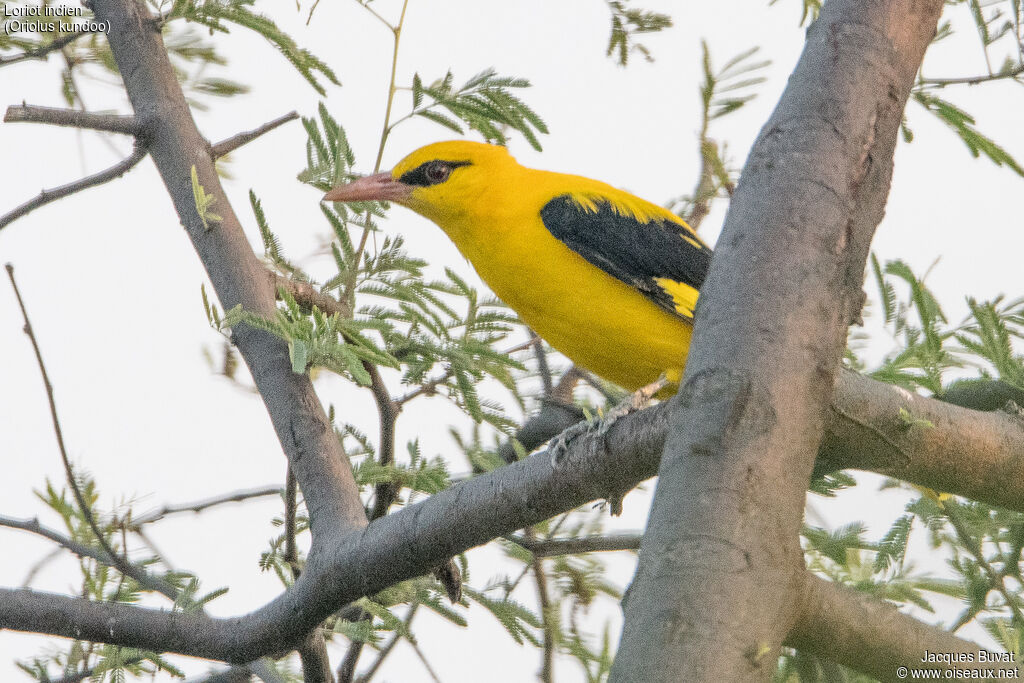 Indian Golden Oriole male adult breeding, close-up portrait, aspect, pigmentation