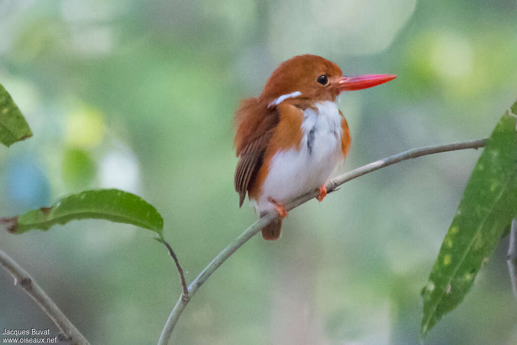 Madagascar Pygmy Kingfisheradult, pigmentation