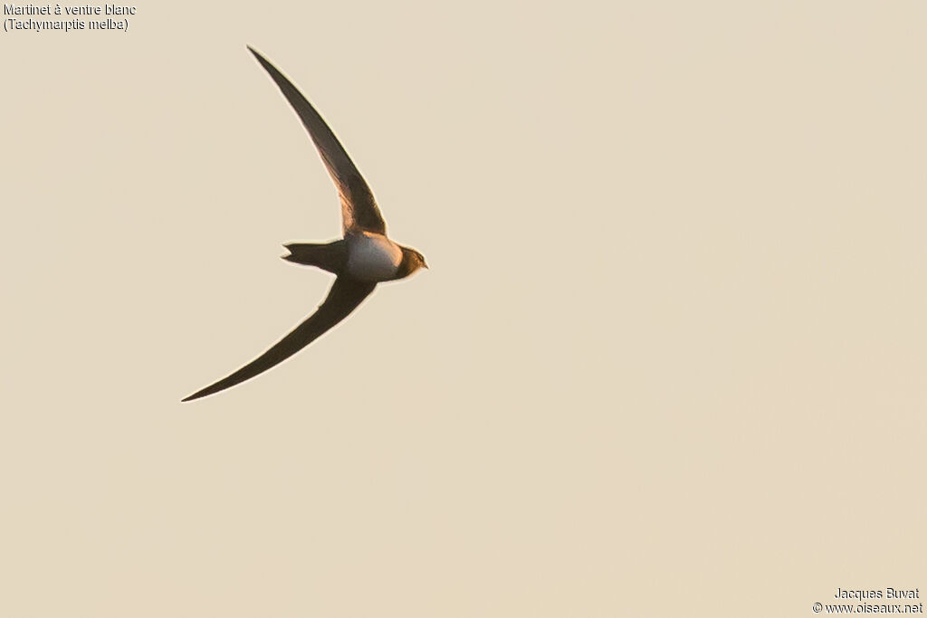 Alpine Swiftadult