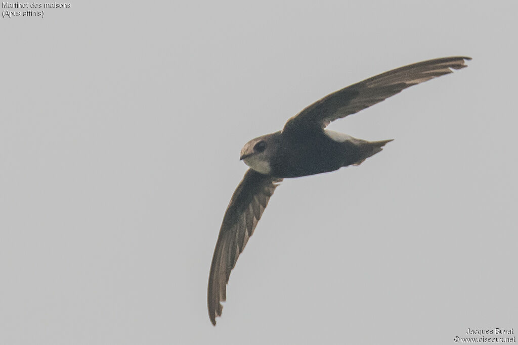 Little Swift