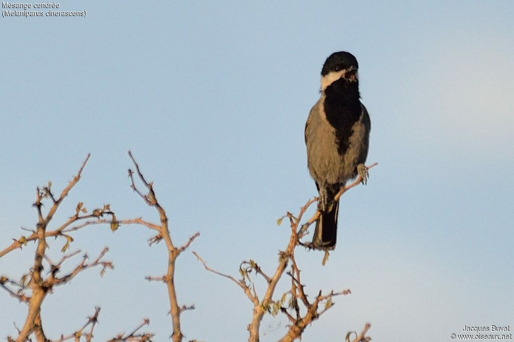 Mésange cendréeadulte