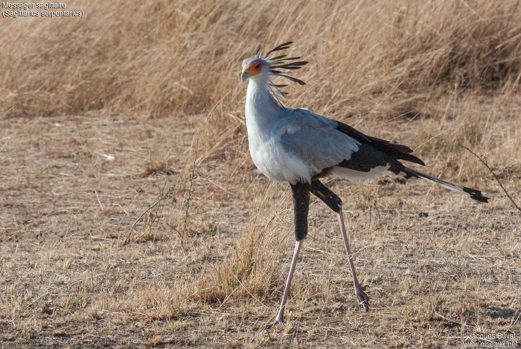 Messager sagittaireadulte nuptial, identification, composition, pigmentation, pêche/chasse