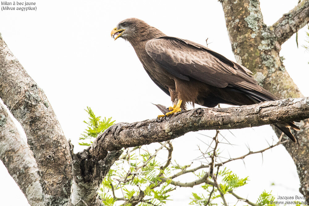Yellow-billed Kiteadult