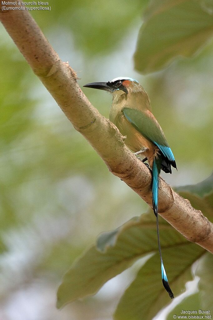 Turquoise-browed Motmotadult, close-up portrait, aspect, pigmentation