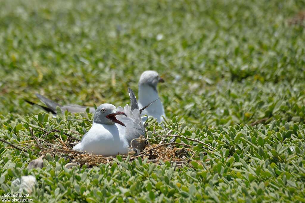 Grey-headed Gulladult, Reproduction-nesting