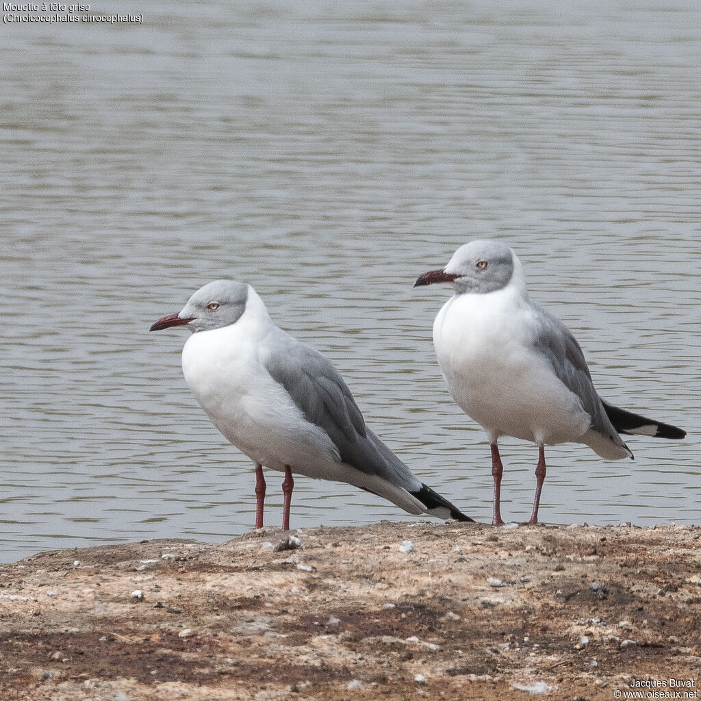Grey-headed Gulladult breeding, aspect, pigmentation
