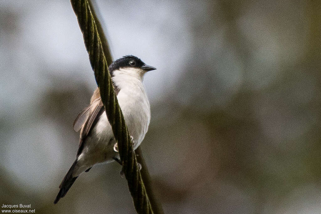 White-breasted Nigritaadult, identification
