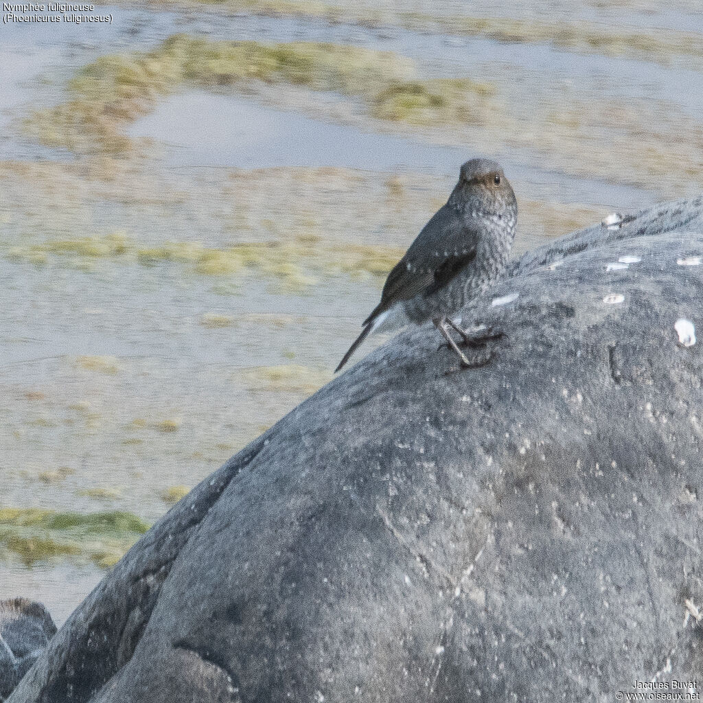 Plumbeous Water Redstart female adult, habitat, aspect, pigmentation