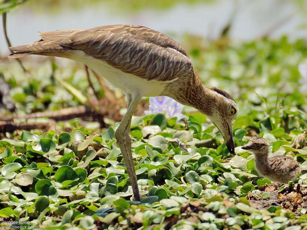 Double-striped Thick-knee, Reproduction-nesting