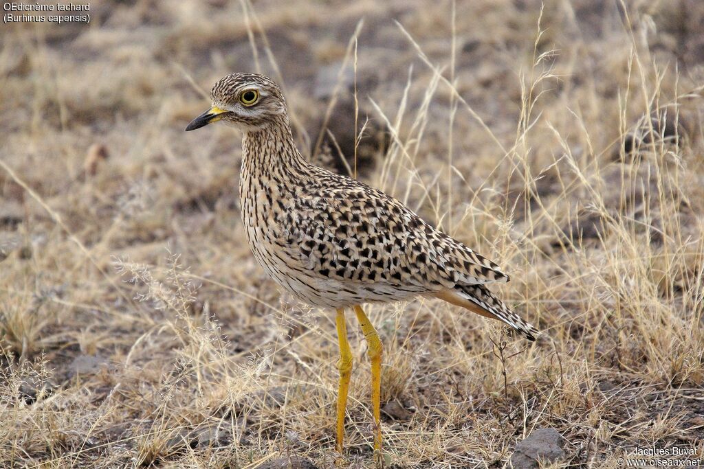 Spotted Thick-kneeadult