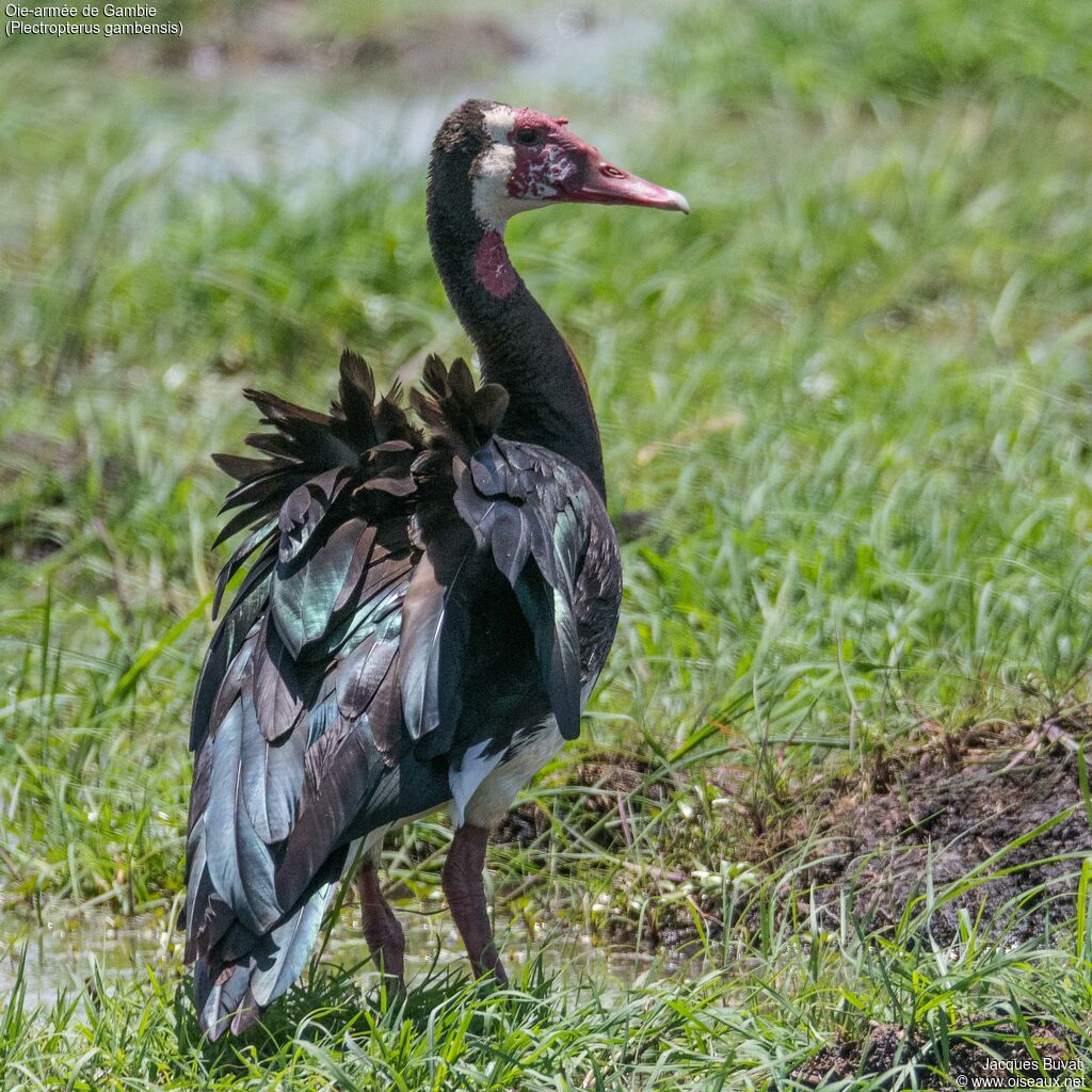 Spur-winged Gooseadult, identification, aspect, pigmentation