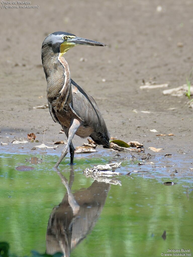 Bare-throated Tiger Heronadult, identification, aspect, pigmentation