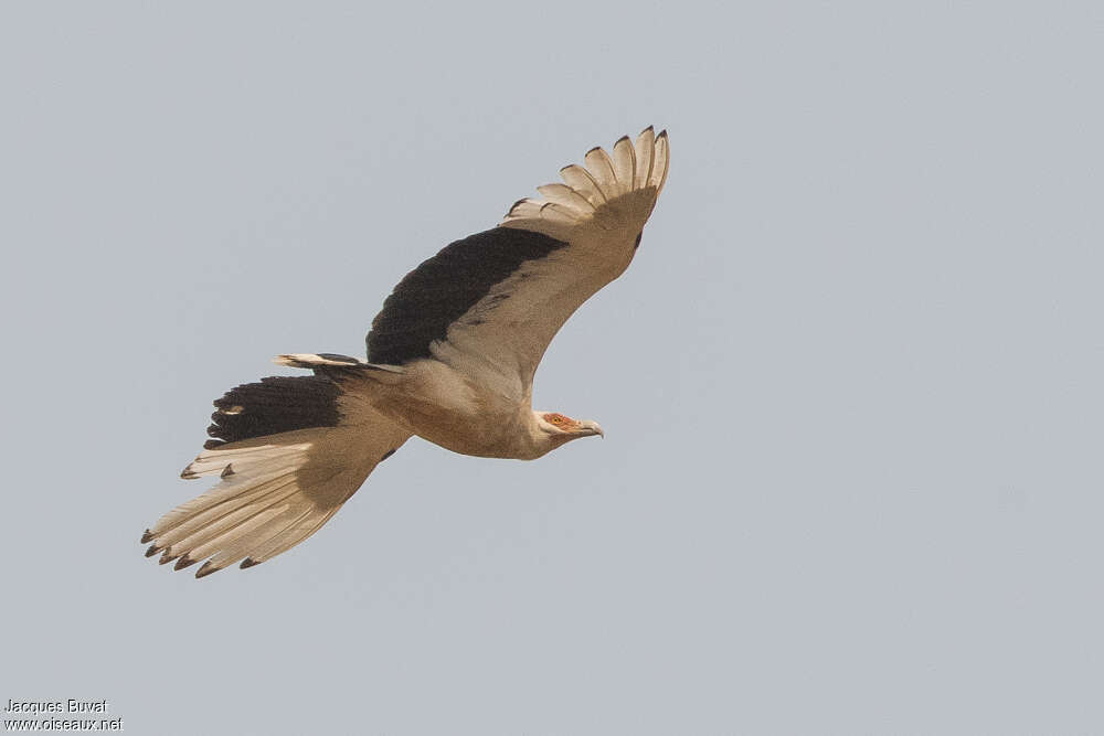 Palm-nut Vultureadult, identification, pigmentation, Flight