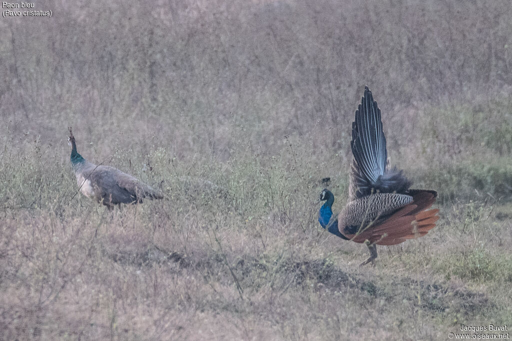 Indian Peafowladult, habitat, aspect, pigmentation, courting display