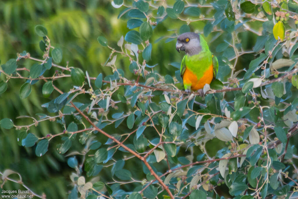 Senegal Parrotadult, habitat, pigmentation