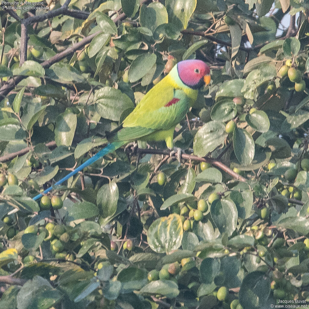 Plum-headed Parakeet