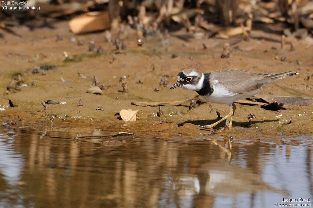 Little Ringed Plover female adult breeding