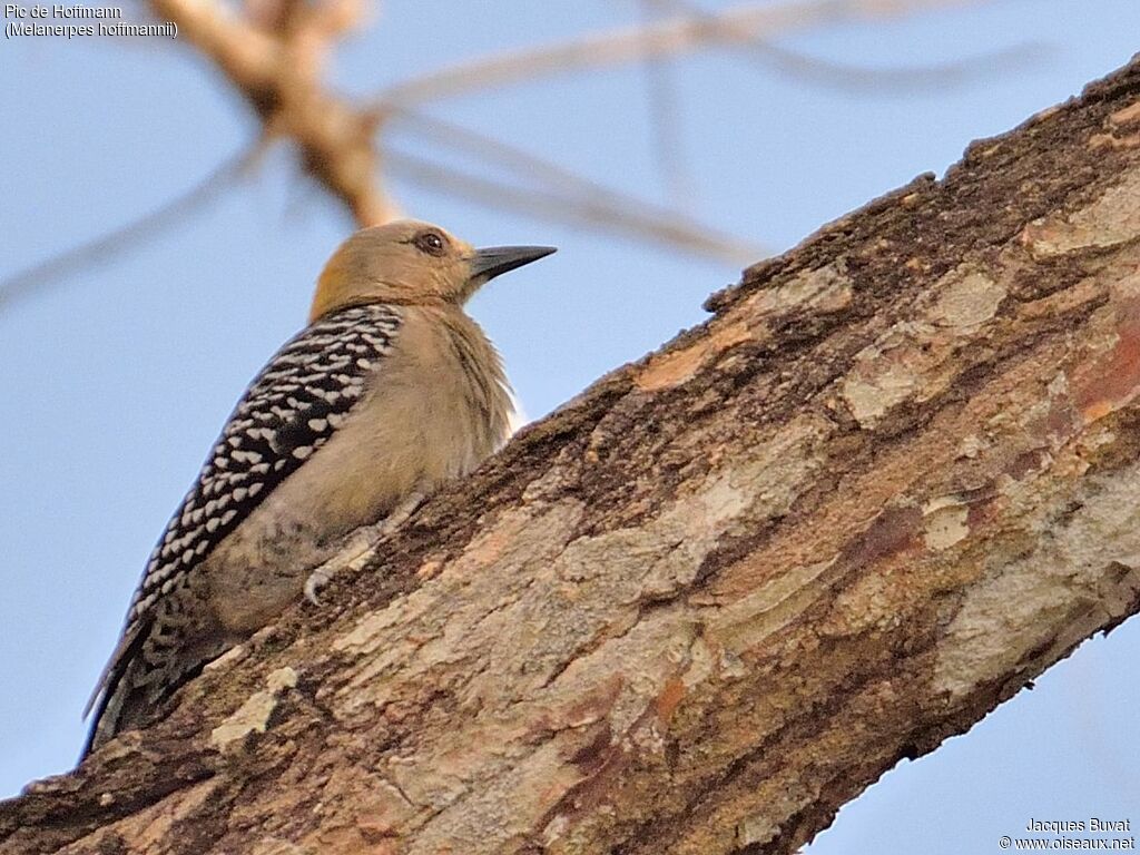 Hoffmann's Woodpecker female adult, identification, aspect, pigmentation