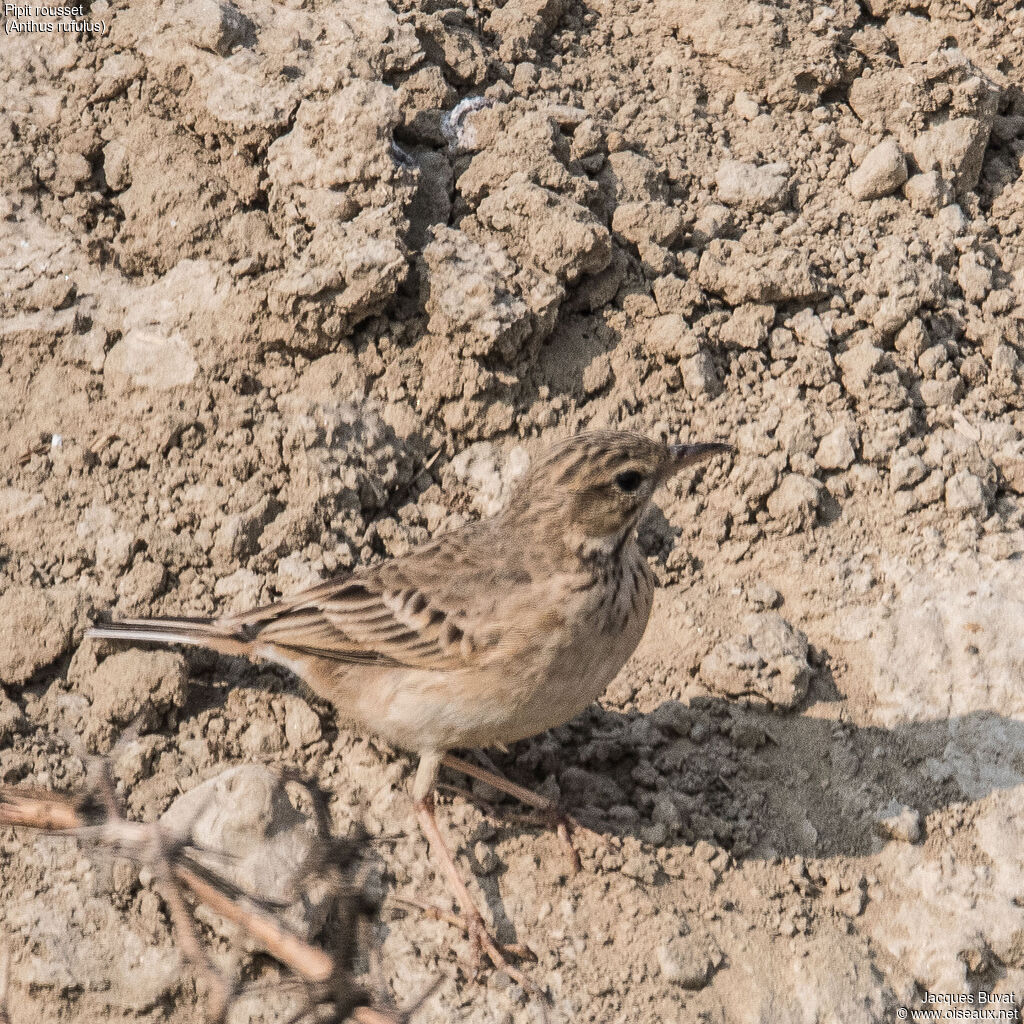 Paddyfield Pipit