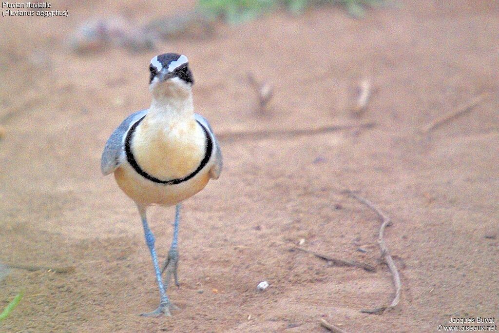 Pluvian fluviatileadulte