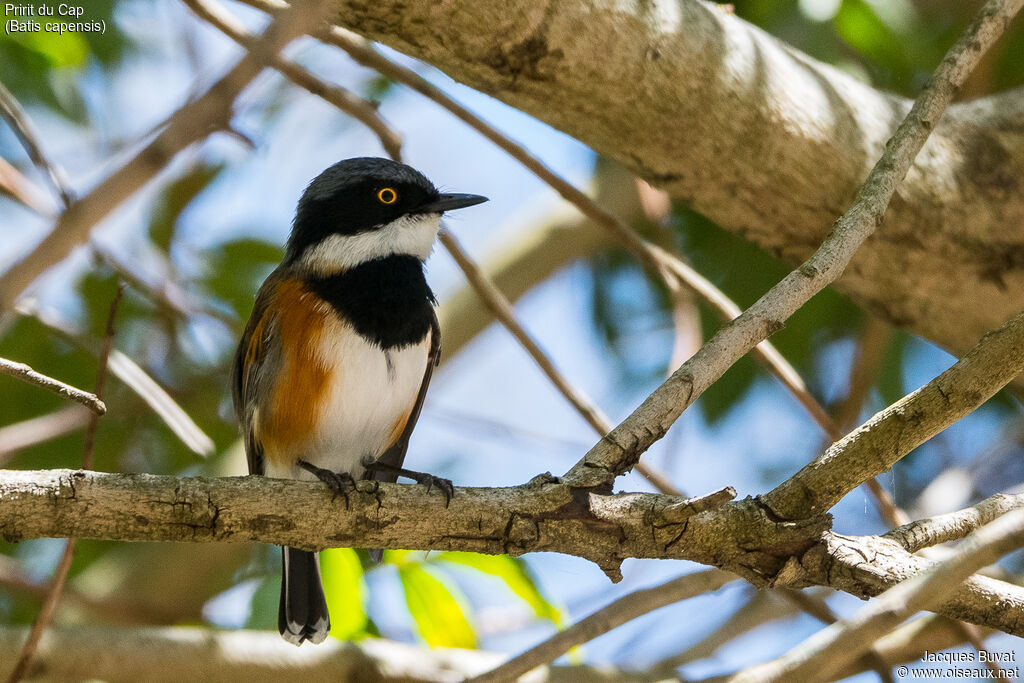 Cape Batis male adult
