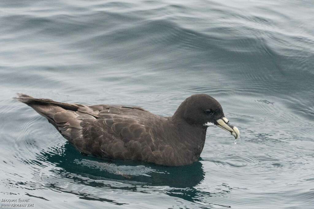 White-chinned Petreladult, identification