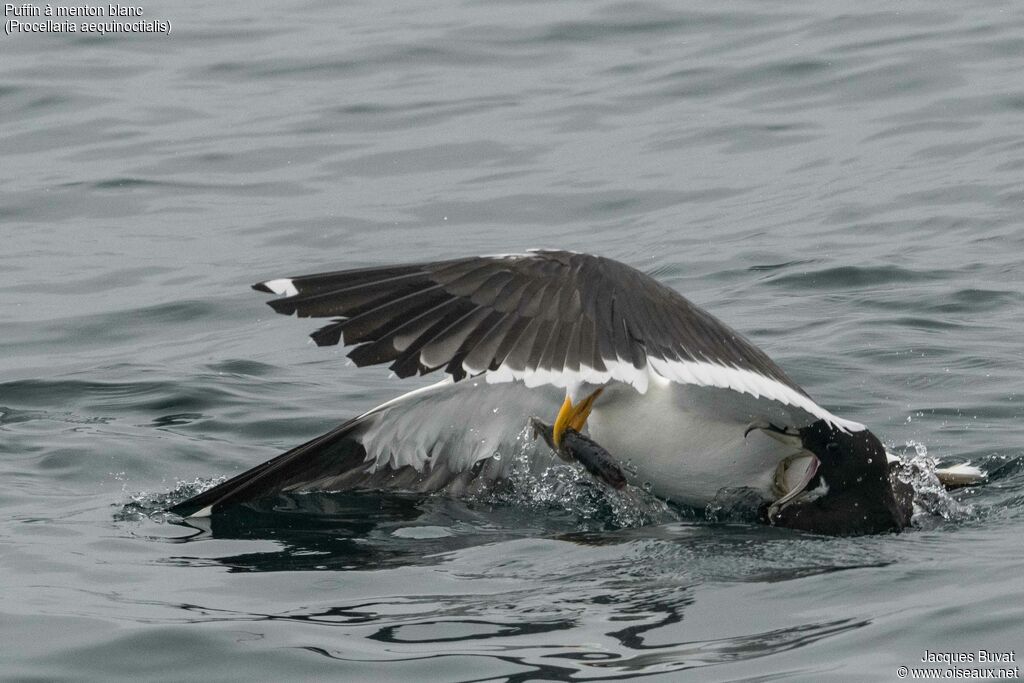 White-chinned Petreladult, eats, Behaviour