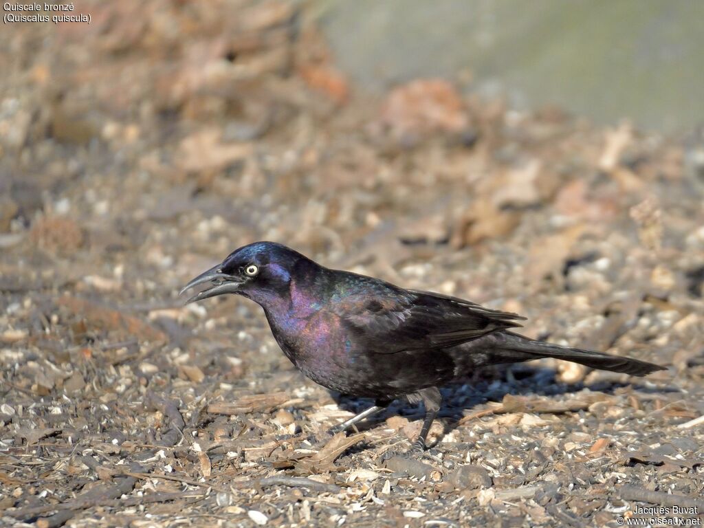 Common Grackleadult breeding, identification, aspect, pigmentation, eats