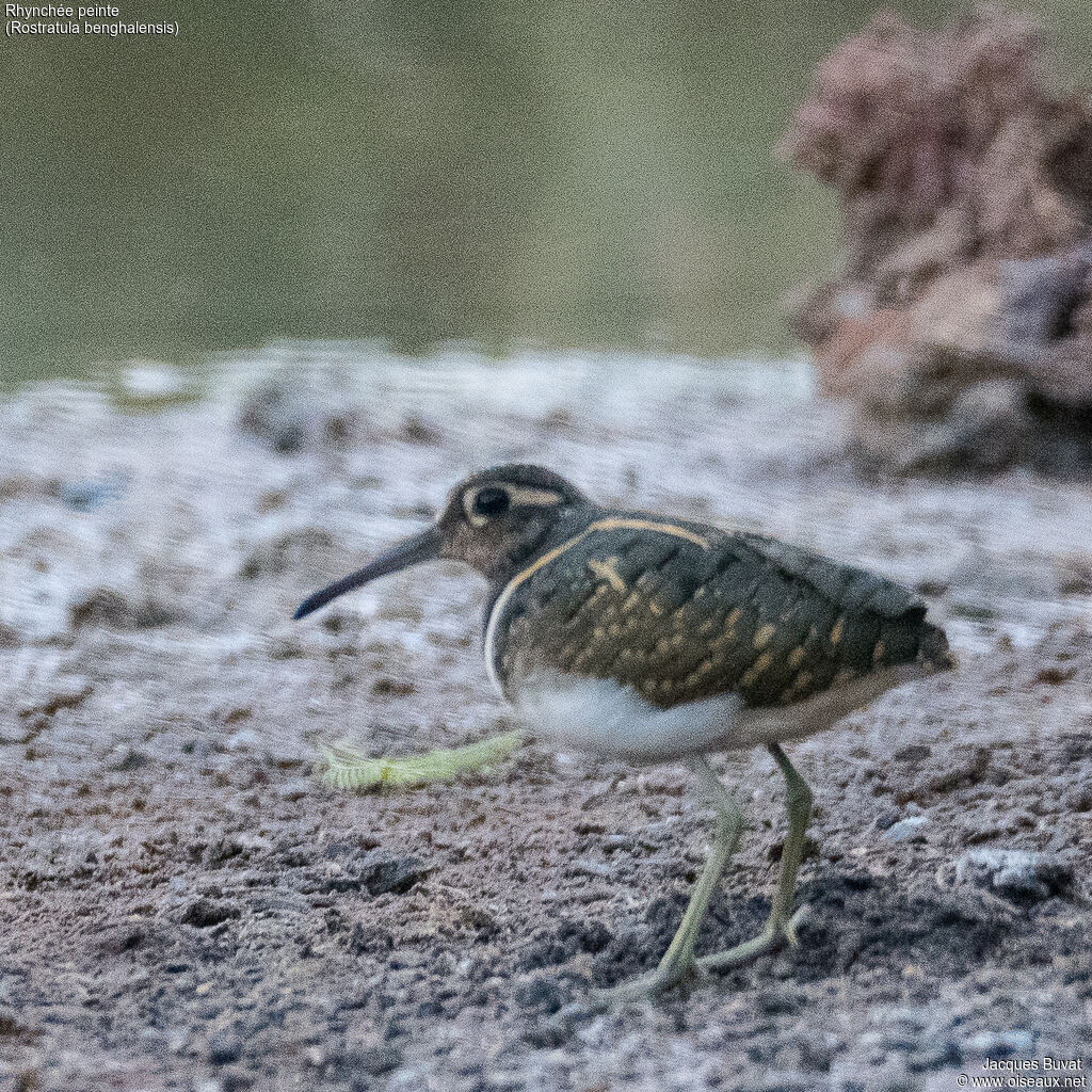 Greater Painted-snipe male adult, close-up portrait